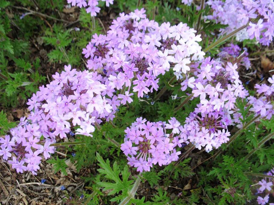 Rose-Verbena
