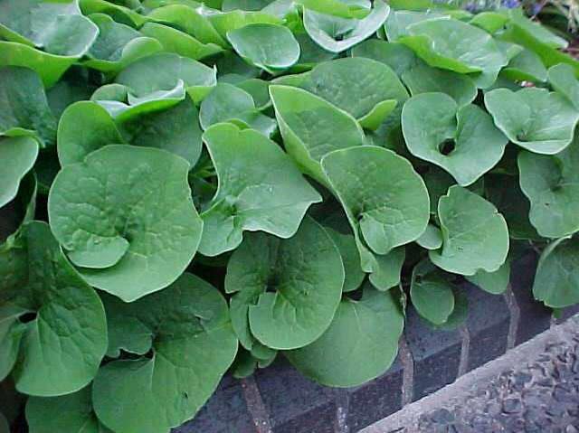 Wild-Ginger