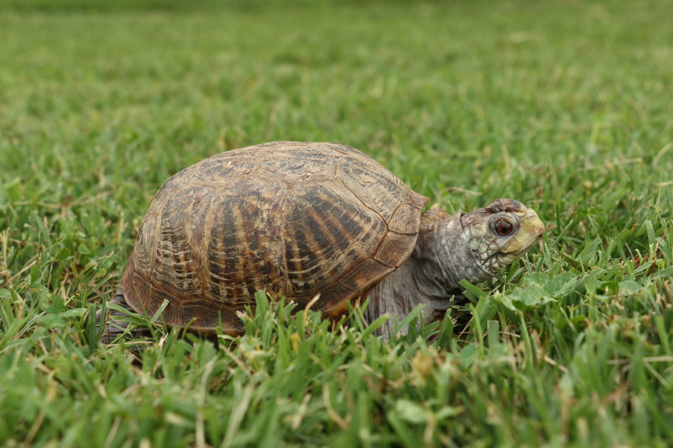 Animal Attractions - Lakeside Nature Center