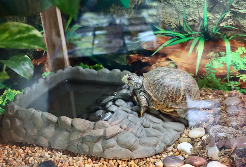 Wilma, Ornate Box Turtle - Lakeside Nature Center