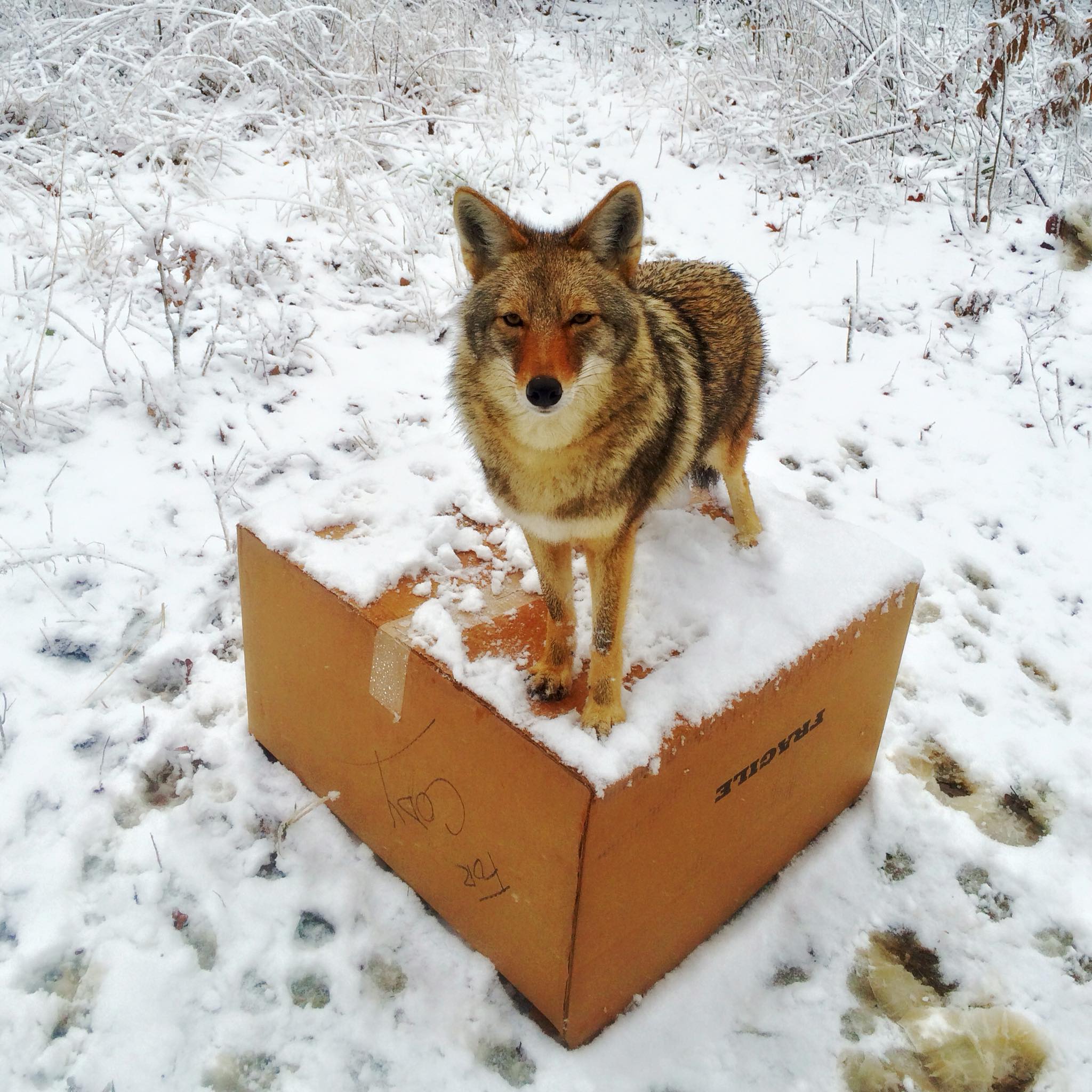 コウテイ 生写真 Cody, Coyote - Lakeside Nature Center