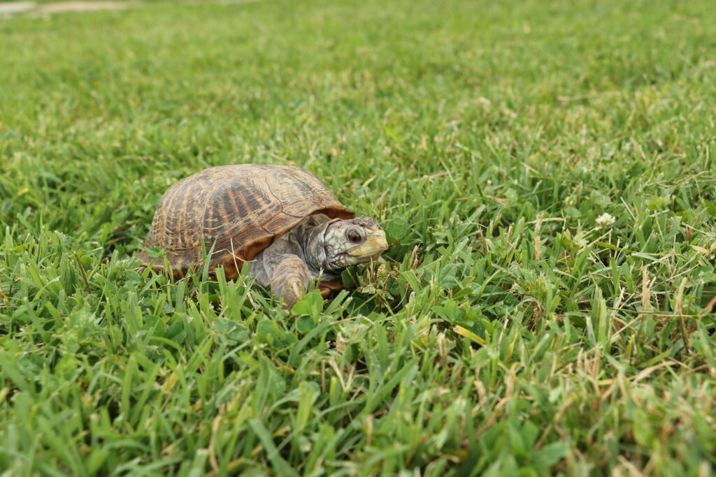 Box Turtle - Wilma5 Juanita Bach