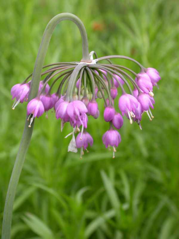 Native Rain Gardens - Lakeside Nature Center