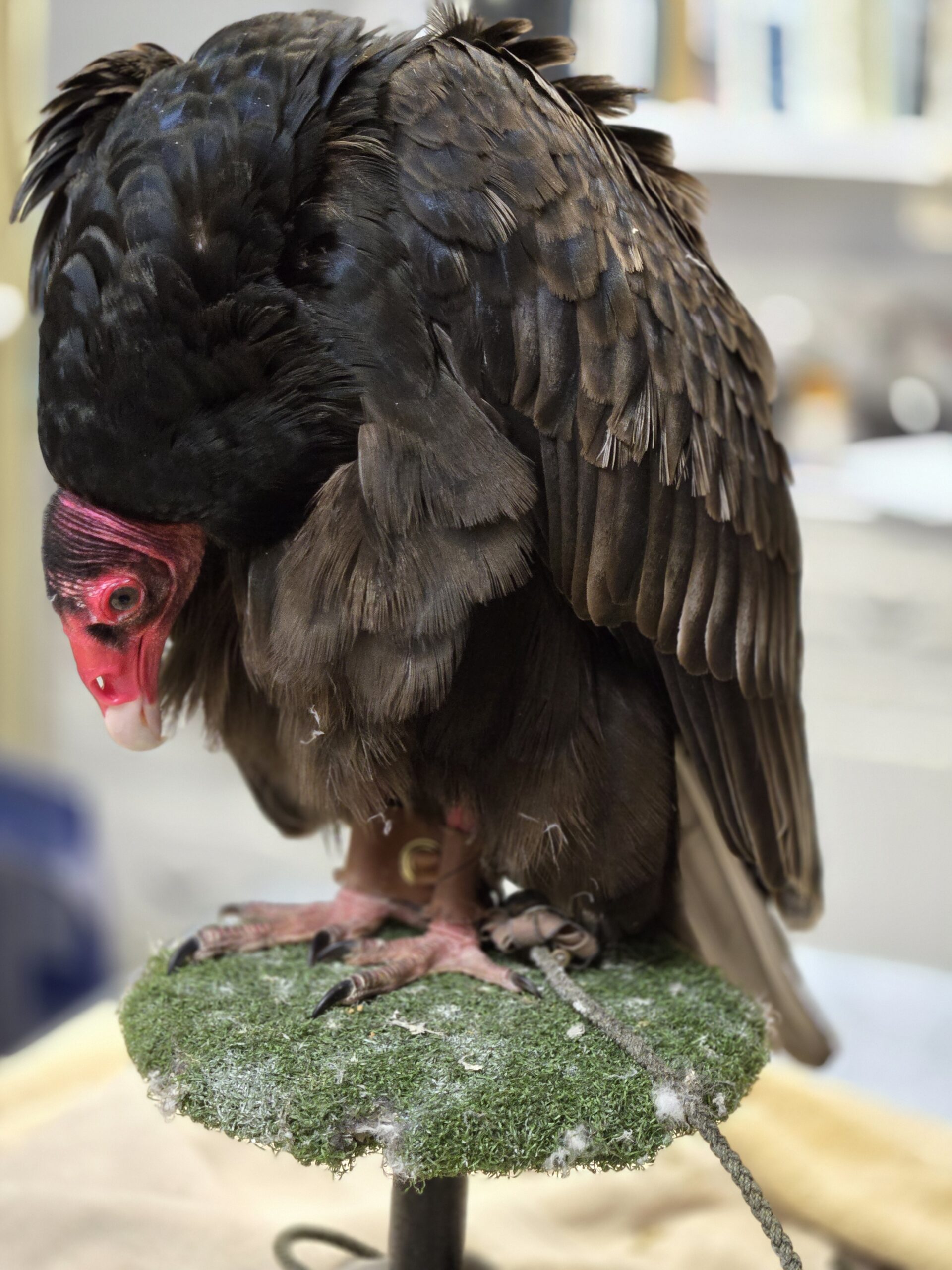 Raptor Ambassadors - Lakeside Nature Center