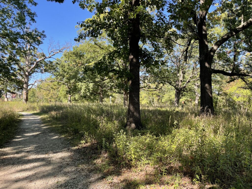 fox hollow summer JW