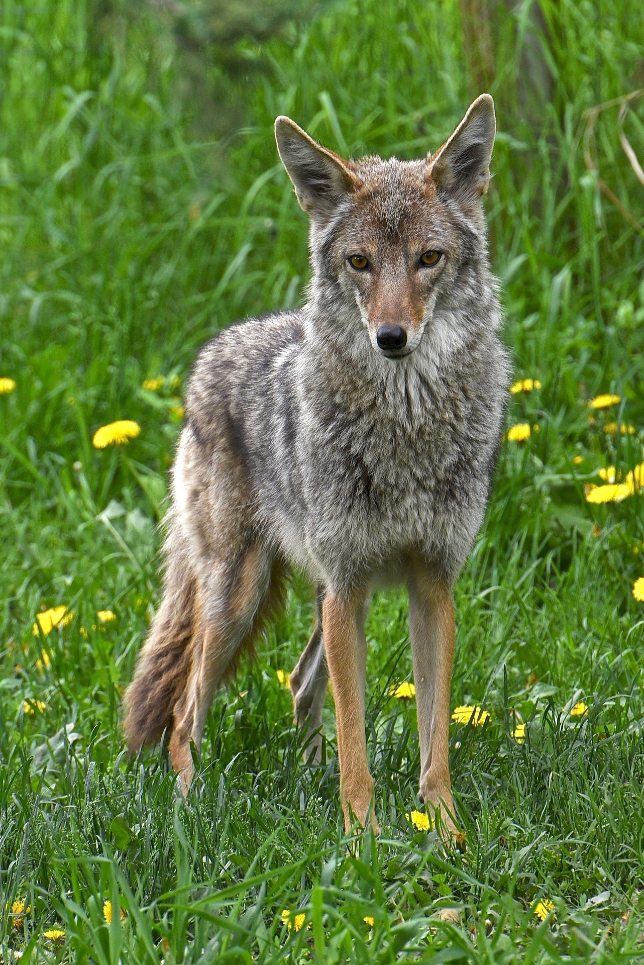 margskogland-coyote-6510080_1920